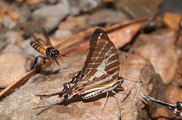 Spotted Jay butterfly eating mineral in the nature