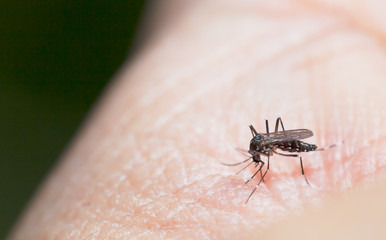 Aedes mosquito have noticeable white and black on their body and legs