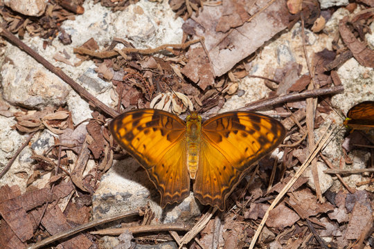Vagrans egista butterfly eating mineral in the nature