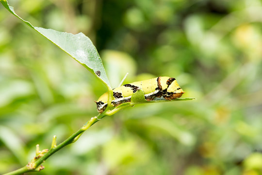 caterpillar