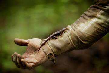Salamander climbing man's arm