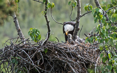 Bald Eagle feeding its Chick