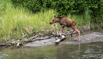 Moose calf along a creek