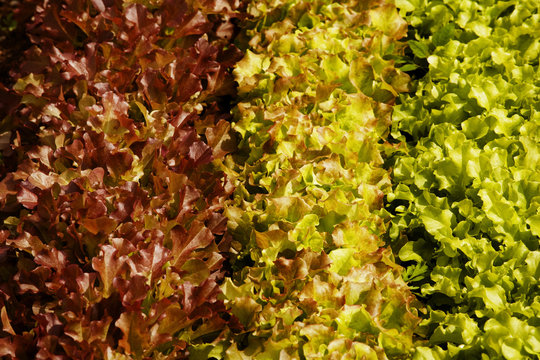 Rows of lettuce on organic farm