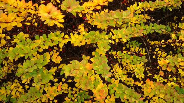 Autumn trees leaves as nature background steadicam 4K