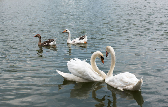 Two beautiful white swan swimming happy in the lake.