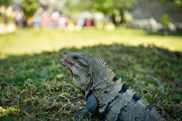 Iguana rest open his mouth