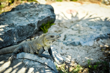 Iguana rest with the elbow