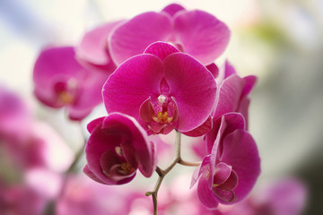 Close up of orchid