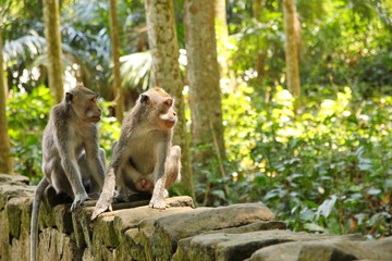 Monkeys from the Bali Island, Indonesia