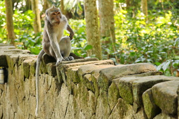 Monkeys from the Bali Island, Indonesia