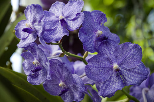 Close up of orchid