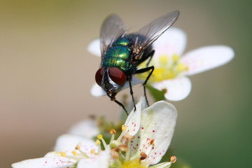 grüne Fliege an Blüte, Makro