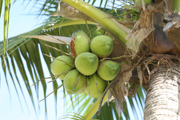 cocoanut on coconut tree in garden Thailand.