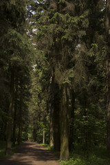 Лесная дорога. Летний солнечный день.