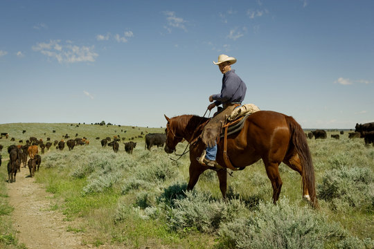 Cattle rancher working herd