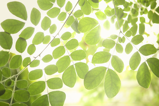 Close up of tropical plant