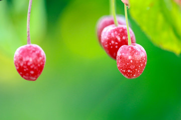 picture of a cherries on a branch just after sunrise