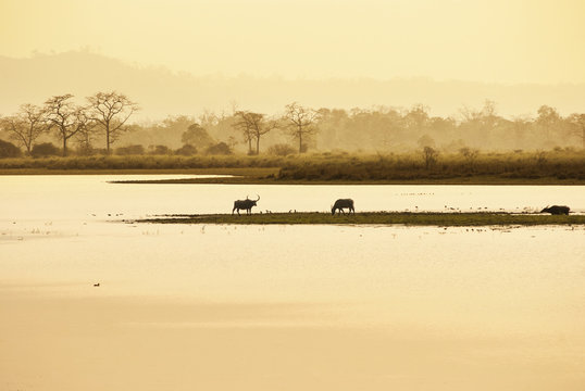 Water buffalos in river