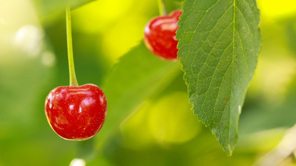 picture of a cherries on a branch just after sunrise