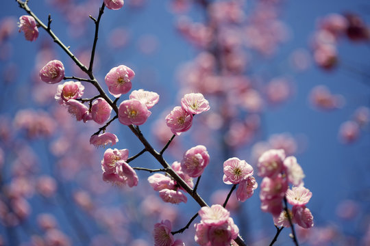 Newly bloomed cherry blossoms