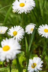 beautiful daisy flowers on a grass background