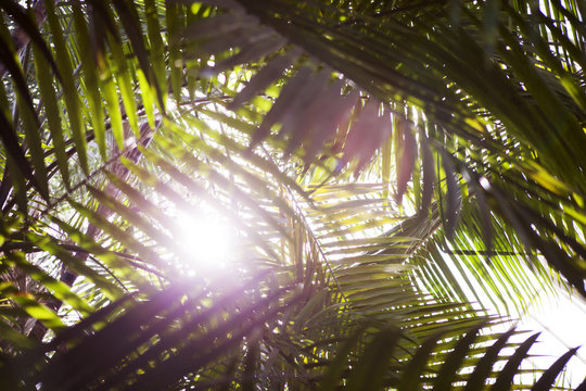 Low angle view of palm leaves in sunlight