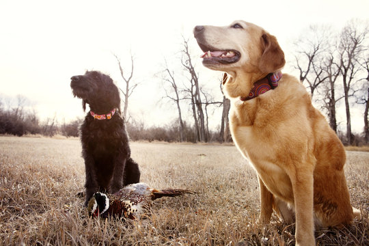 Hunting Dogs Sitting In Field With Dead Bird
