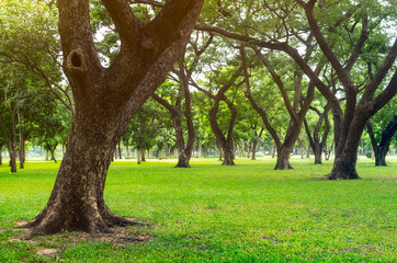 Fototapeta na wymiar Green lawn with trees