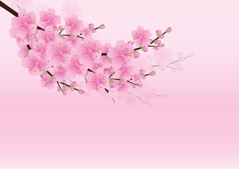 Sakura flowers background. cherry blossom isolated white backgro