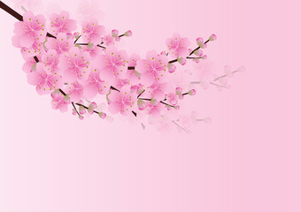 Sakura flowers background. cherry blossom isolated white backgro