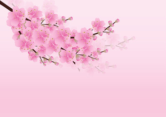 Sakura flowers background. cherry blossom isolated white backgro