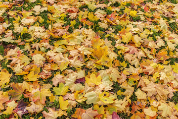 fallen autumn leaves