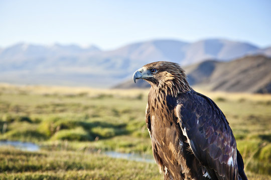 Close up of perching falcon