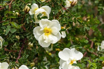 Obraz na płótnie Canvas beautiful flowers garden of white roses on a bush background