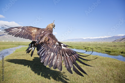 Peregrine Falcon: açıklama ve fotoğraf 6