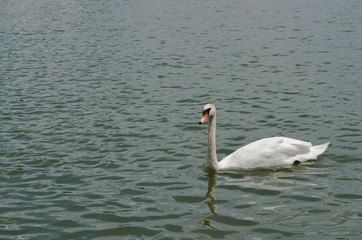 Beautiful white swan swimming happy in the lake.