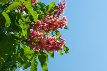 Beautiful unusual red chestnut tree flowers blossom