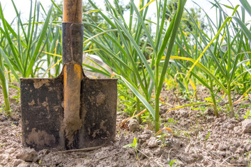 shovel in the ground in the vegetable garden, on a background of green onions