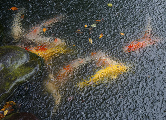 koi fish pond