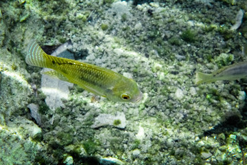 Close-up photo of the fish that live in Mexico Cenote