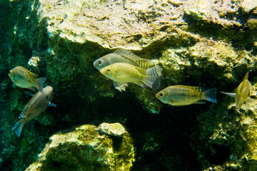 Flock of fish that swim the cenote