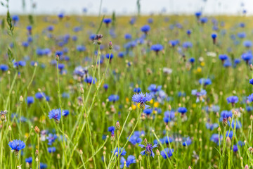 Рассвет в поле с васильками