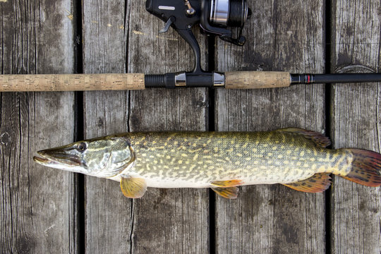 Pike (Esox lucius) and fishing rod on a wooden deck