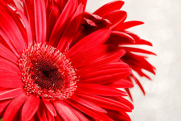 red gerbera