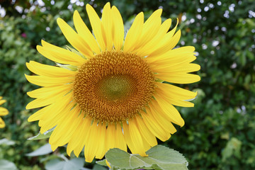 Sunflower field blooming  on a leaves  green background