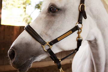 Close-up of horse with bridle standing in stable
