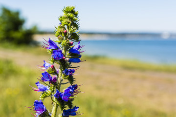 Flower Echium vulgare L..