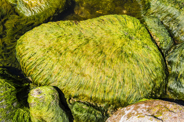 Algae on a boulder.