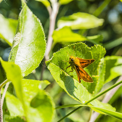 Large skipper (Ochlodes sylvanus).
